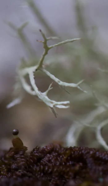 Usnea são comumente chamados de barba de homem velho, ou líquen barba. macro foto nas montanhas dos Cárpatos na Ucrânia Cárpatos. Ecossistema claro e sustentável. Líquen dos Cárpatos — Fotografia de Stock