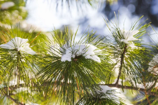 Sneeuwtakken in de winter. Een dennenboom. Kerstboom tak onder witte sneeuw — Stockfoto