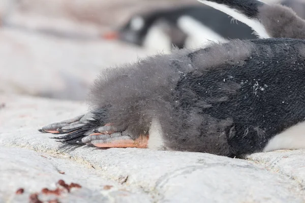 Molting penguin into penguins family on the stones near nests — Stock Photo, Image