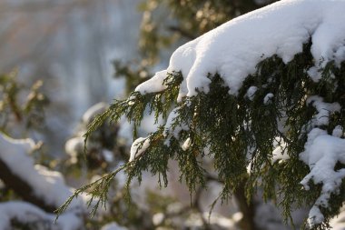 Kışın kar dalları. Firavun ağacı. Beyaz karın altında Noel ağacı dalları
