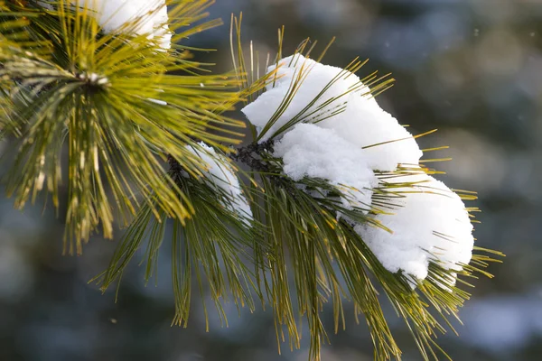 Zimą gałązki śniegu. Drzewo jodłowe. Choinka pod białym śniegiem — Zdjęcie stockowe