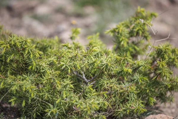 향나무 속 (Juniperus) 에 속하는 야생 자연 관목은 들에 있는 Juniperus 속 (屬) 에 속하는 침엽수이다 — 스톡 사진