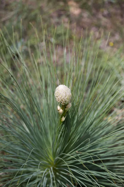 トルコのカッパドキアからの植物のAsphodeline gloiferaマクロ写真 — ストック写真