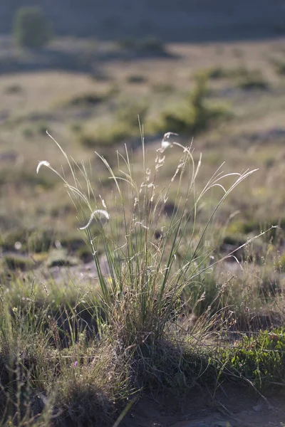 Stipa capillata sällsynt växt som kallas fjäder, nål, spjut gräs på stäppen. Makrofoto. — Stockfoto