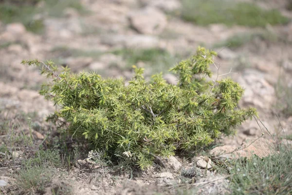 Wild nature shrub of Junipers are coniferous in the genus Juniperus in the field — Stock Photo, Image