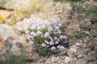 Pembe şekerleme, kapadokya, Türkiye 'den yabani bitki