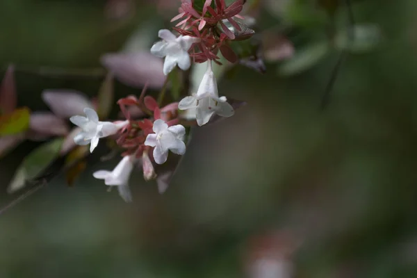 Abelia grandiflora in Batumi botanical garden also known as glossy abelia — Stock Photo, Image