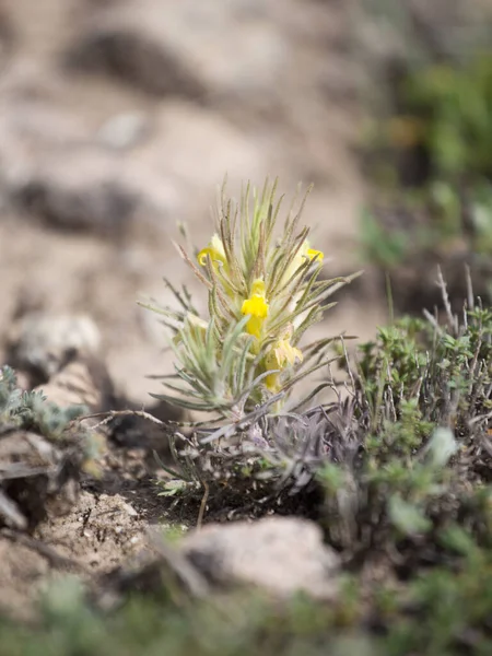 Ajuga chamaepitys sauvage non cultivée subsp. Chia également connu sous le nom de pin broyé, Cappadoce, Turquie dans la steppe . — Photo