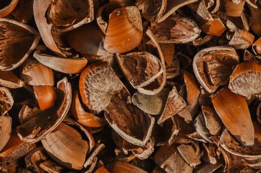 Fındık kabuklarından kahverengi doğal arkaplan