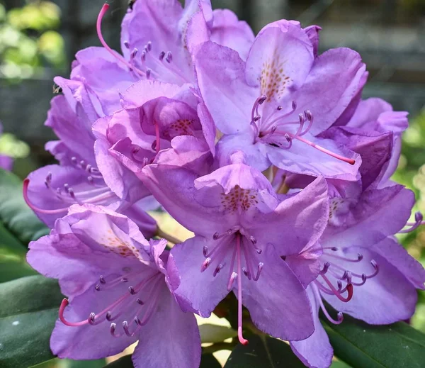 Détail Fleur Rhododendron Violet — Photo