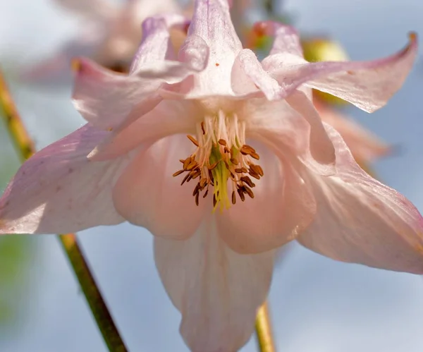 Détail Fleur Columbine Rose — Photo