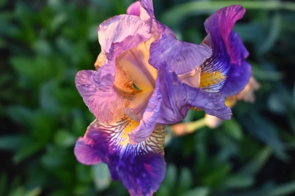 Iris Fleur Macro Vue Avec Des Pétales — Photo