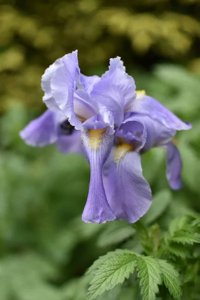 Détail Iris Bleu Jardin Village — Photo