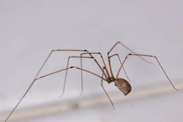 Kis Pók Hosszú Lábakkal Makronézetben — Stock Fotó