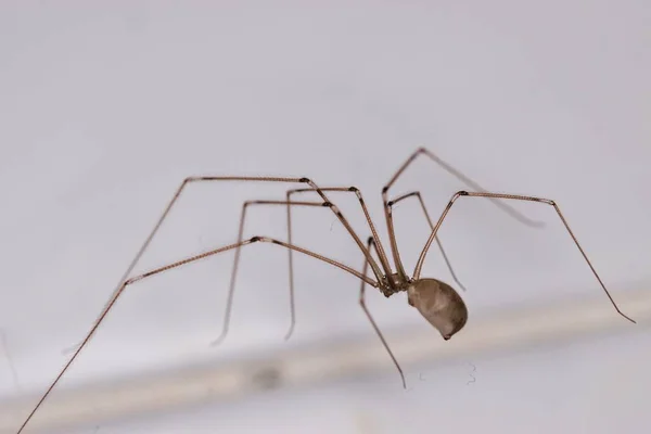 Pequeña Araña Con Patas Largas Vista Macro —  Fotos de Stock