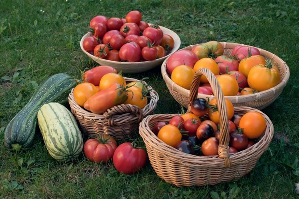 Colheita Vegetais Orgânicos Tomates Abóboras — Fotografia de Stock