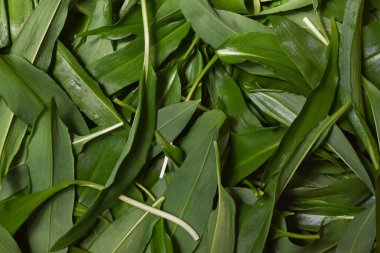 Ayı sarımsağının yeşil doğal arkaplanı