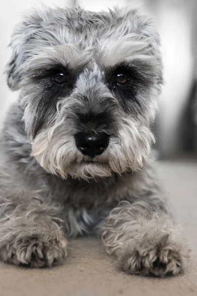 Valp miniatyr schnauzer ligger på golvet — Stockfoto