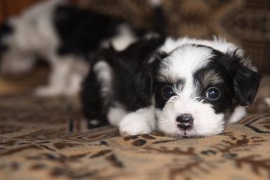 Köpek yavrusu minyatür kamera seyir komik küçük köpek yatağa yatıyor