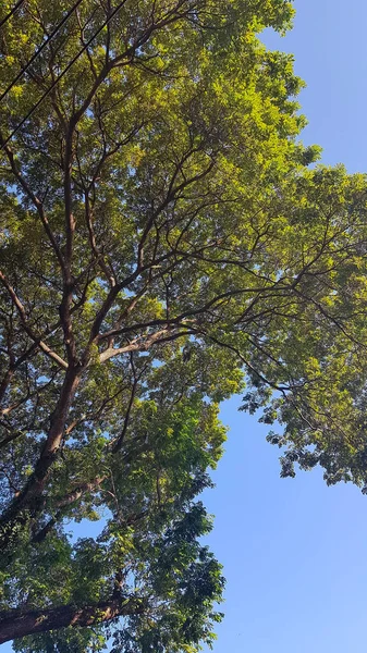 Świeże Zielone Liście Drzew Gałęzie Widok Dno Wiosenne Krajobrazy Niebieskim — Zdjęcie stockowe