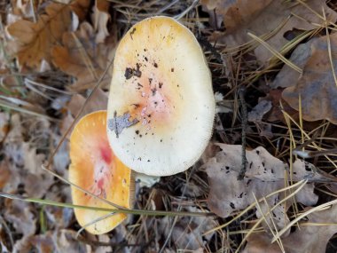 Sonbahar ormanındaki mantarlar. Mantar hasadı. Ukrayna. Kharkiv