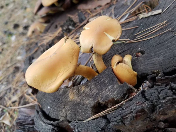 秋天森林里的蘑菇收获的蘑菇 乌克兰 哈尔科夫 — 图库照片