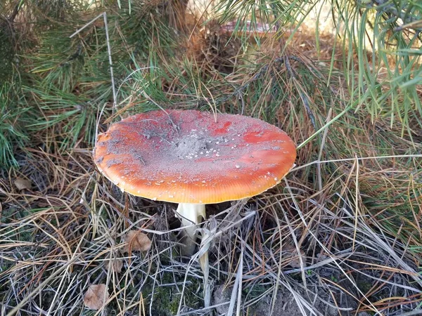 Mushrooms in the autumn forest. Harvest of mushrooms. Ukraine. Kharkiv