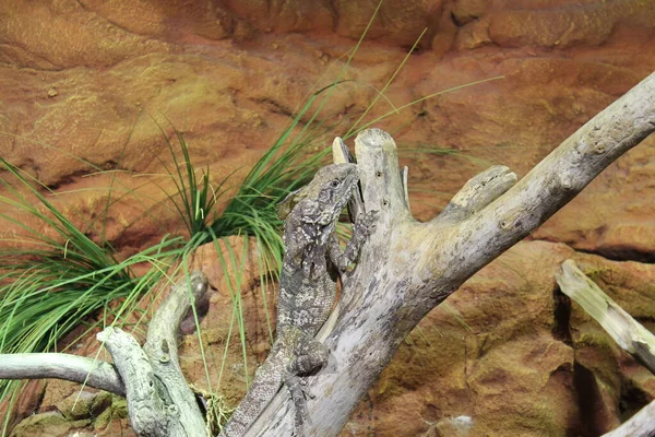 Réptil Descansar Lagarto Cinzento Árvore — Fotografia de Stock