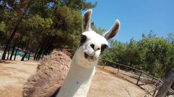 Een Lama Gekloofde Dieren Achtergrond Van Natuur Rhodos Eiland — Stockfoto