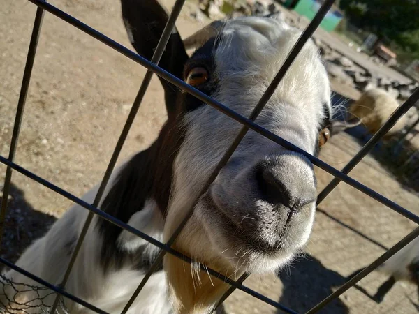 Goat in a cage. Behind bars. Fauna of Hellas. Rhodes Island