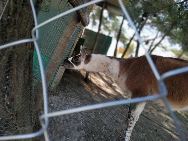 Lama Animal Zoológico Isla Rodas — Foto de Stock