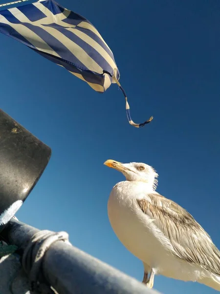 Gökyüzünün arka planında ve Yunan bayrağında martı. Rhodes Adası