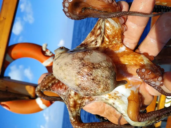 Χταπόδι Ένα Χέρι Ενάντια Στον Ουρανό Και Γαλάζιο Της Μεσογείου — Φωτογραφία Αρχείου