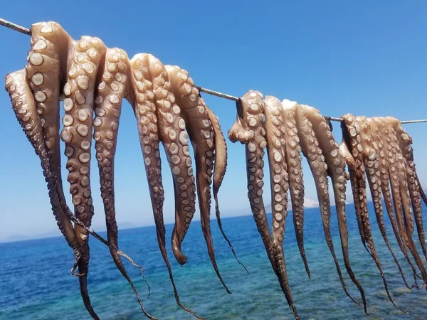 Ahtapotlar güneşte kurur. Deniz mahsulleri.