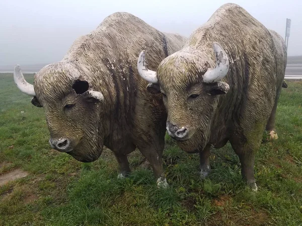 Sisteki bizon. Polonya yolunda bir yerde.