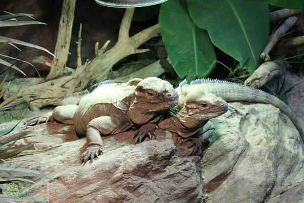 Ящірка Будапештський Зоопарк Рептилії Угорщини — стокове фото