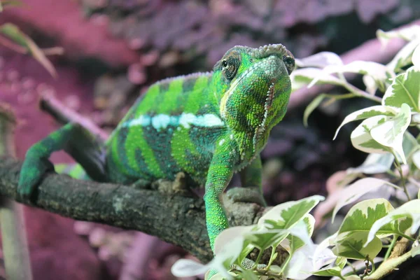 Ödla Budapests Zoo Reptiler Från Ungern — Stockfoto