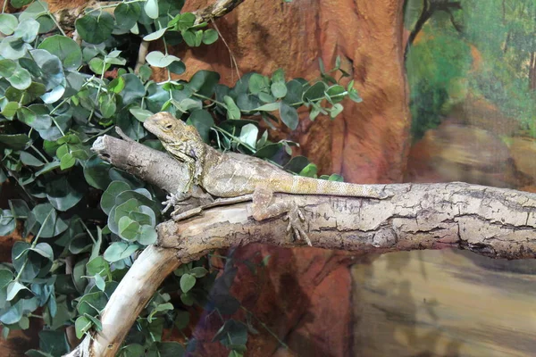 Ödla Budapests Zoo Reptiler Från Ungern — Stockfoto