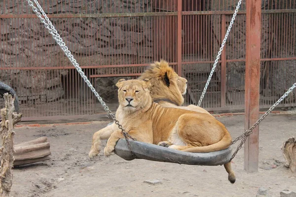 Aslan ve dişi aslan. Ukrayna