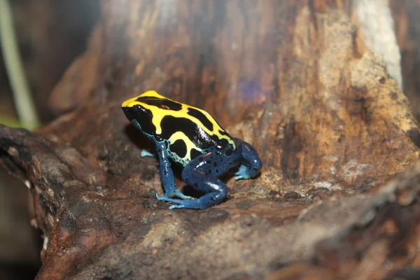 Küçük siyah ve sarı bir kurbağa ağaçta dinleniyor. Macaristan Hayvanları