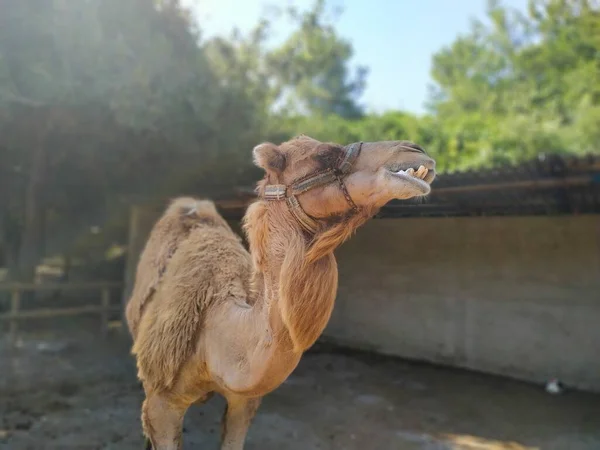 Camello Granja Fauna Grecia Animales Isla Rodas — Foto de Stock