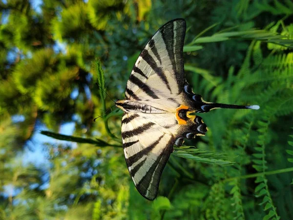 Bela Borboleta Macro Shot Natureza Ilha Rodes — Fotografia de Stock