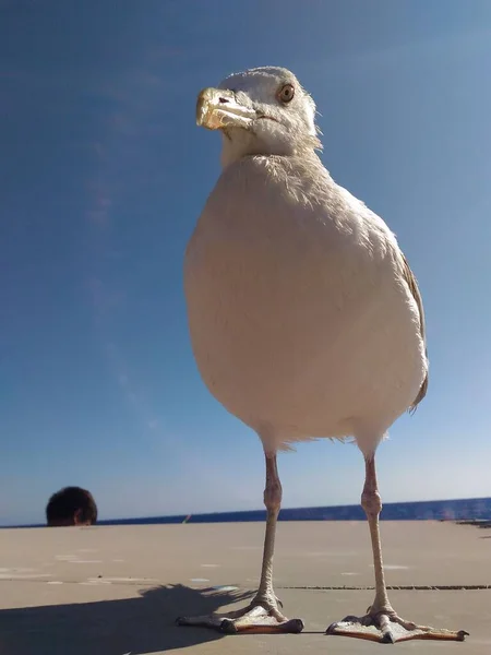 Mavi gökyüzüne karşı martı. Rhodes Adası