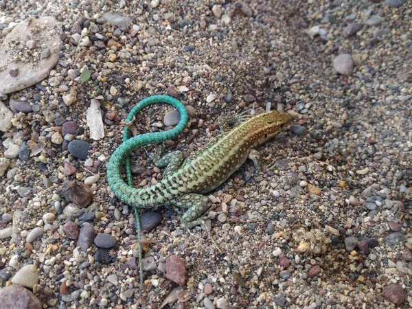 Een Hagedis Fauna Van Hellas Reptielen Van Rhodos Griekenland — Stockfoto