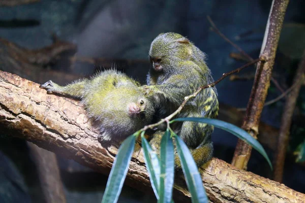 ブダペストの動物園の猿 ハンガリー ロイヤリティフリーのストック画像