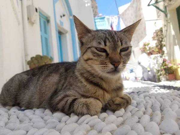 Gato Descansando Isla Griega Symi — Foto de Stock