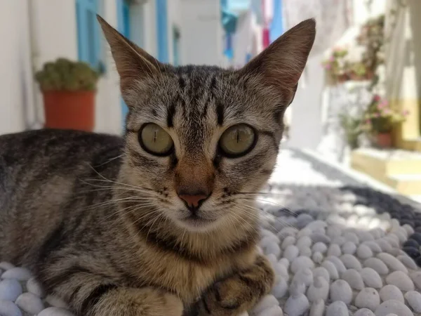 Yunan kedisi çakıl taşlarının üzerinde dinleniyor. Hellas Hayvanları.