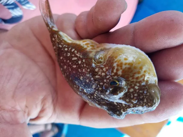 Peces Fuga Pescado Fresco Del Mediterráneo Pesca Frente Costa Rodas —  Fotos de Stock