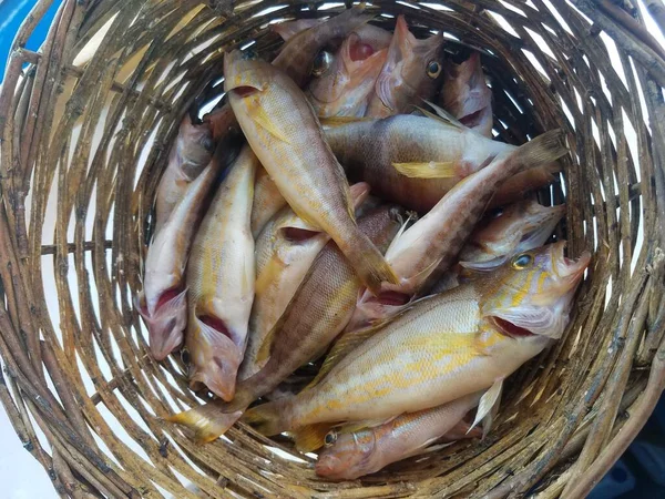 Pescado Cesta Pescado Fresco Del Mediterráneo Pesca Frente Costa Rodas — Foto de Stock