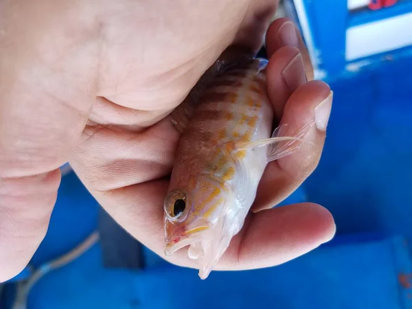 Little fish in the hand. Fresh fish from the Mediterranean. Fishing off the coast of Rhodes